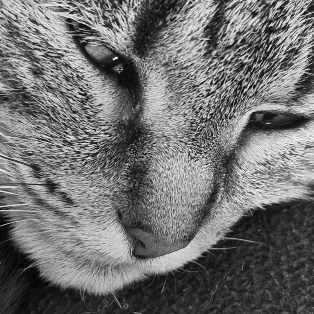 😻 Muts 😻⁠
⁠
#instacat #catstagram #catoftheday #meow #pet #catlife #catlover #catsofinstagram #animal #petstagram #catlove #adorable #catloversclub #kat #blackandwhitephotography #bnw