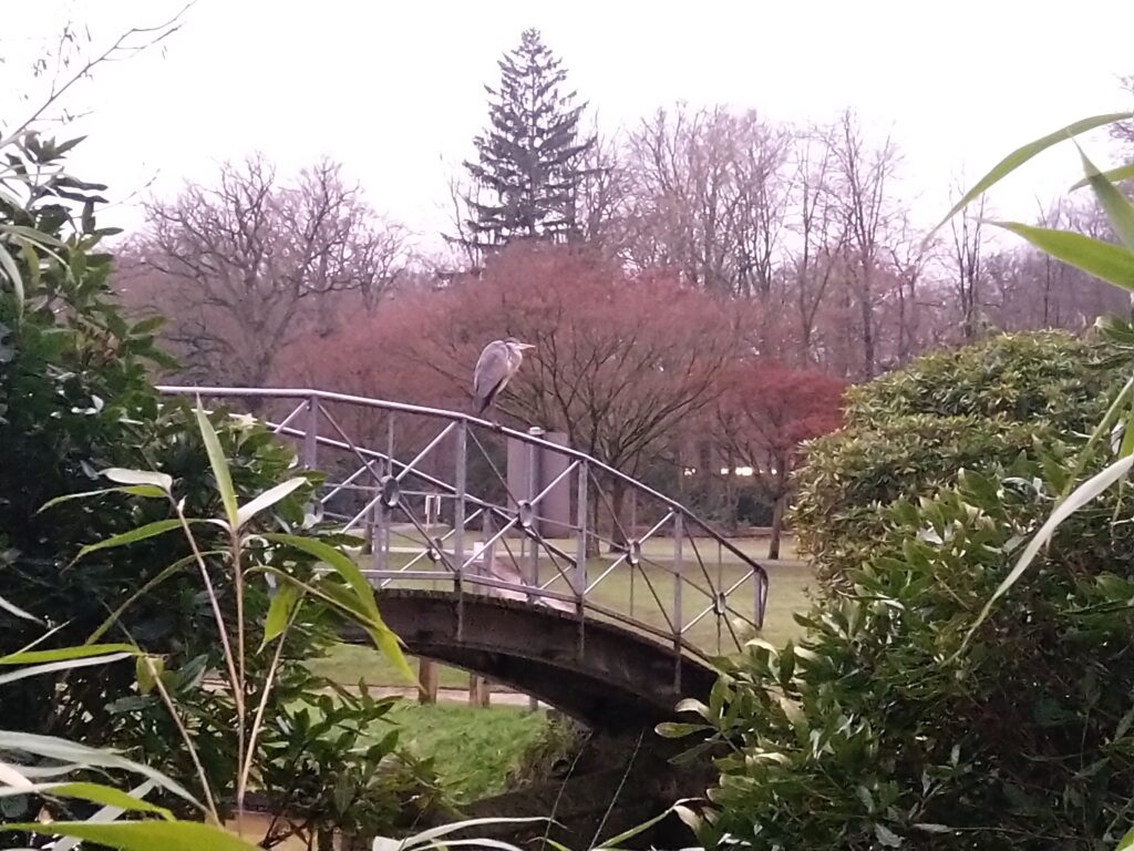 2021 in beeld: een reiger op een brug in het park van Brasschaat