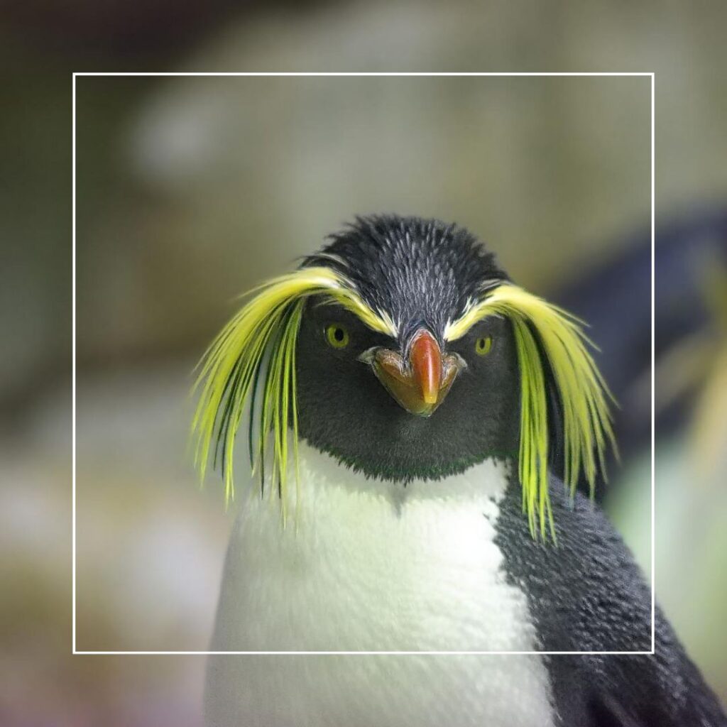 een beestig einde - een pinguïn die recht in de lens kijkt