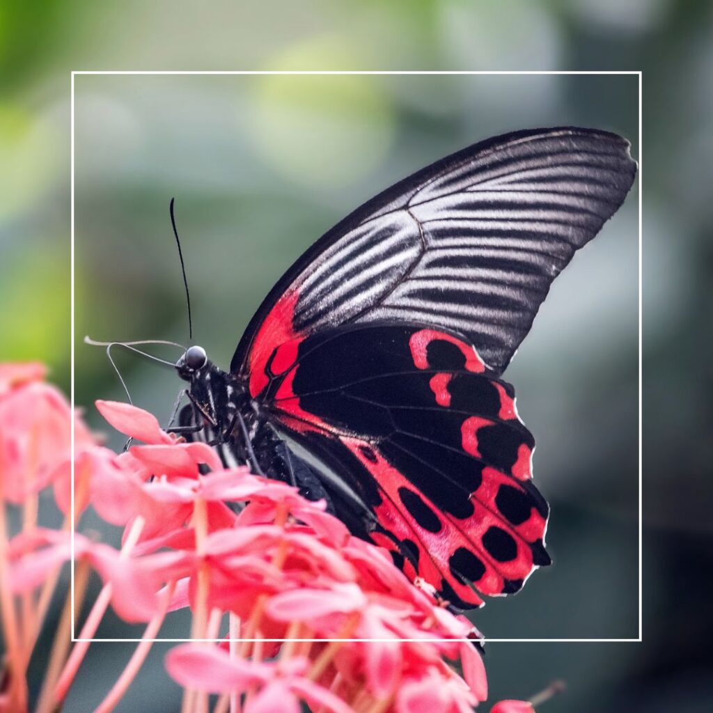 een beestig einde - een vlinder met zwart en roze, die op een bloem zit
