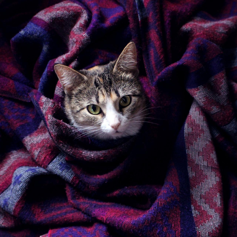 Een foto van een lapjeskat die zich in een dekentje heeft genesteld. 