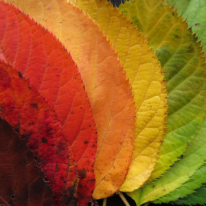 Een herfstpallet: 6 dezelfde bladeren, in verschillende kleuren.
