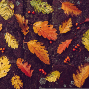 Compositie van afgevallen bladeren op het asfalt. 