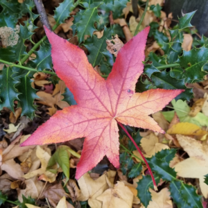 Dit was november: een blad met herfstkleuren