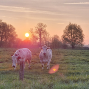 2022 in een notendop: koeien bij zonsopgang