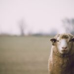 shallow focus photography of sheep